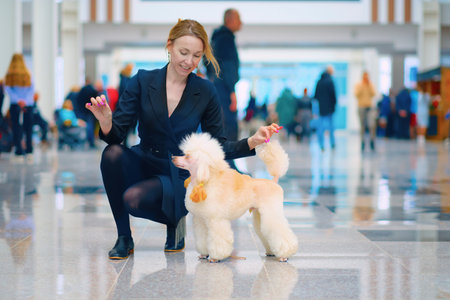 A light apricot poodle in a rack next to a female handler.の写真素材