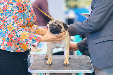 The expert examines the dog pops at the competition on the table.の写真素材