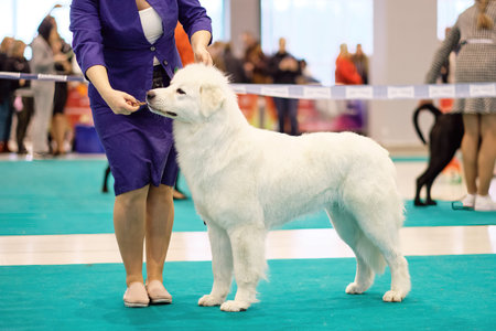 Purebred White Patrol Dog Maremma or Abruzzi in the ring next to the handler.