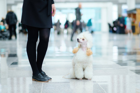 A mini poodle of modern color is very closely watching the handler's hands in anticipation of the next command.の写真素材