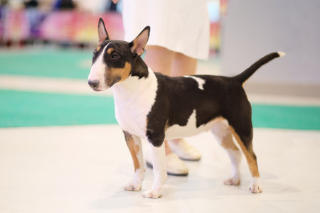 The bull terrier exhibition dog shows off its strong body.の写真素材