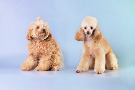 Dog grooming theme before and after result. poodle dog before and after groom his hair. pet salon. Dog's hygiene care. copyspace.の写真素材