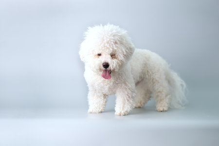 A bichon frise puppy with a lot of wool before a haircut on a gray background.の写真素材