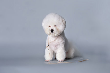 Bichon frise after a haircut sits in front of a gray background.の写真素材