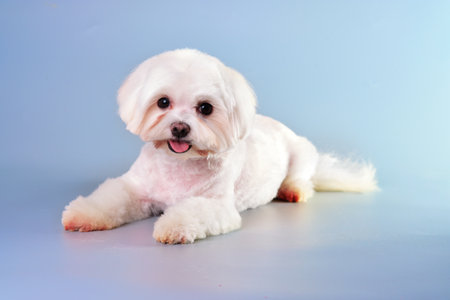 Charming MALTESE dog with a beautiful face after grooming in an animal salon.の写真素材