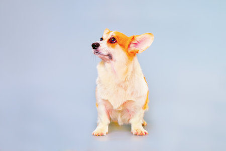 studio portrait of a corgi dog on a light background.の写真素材