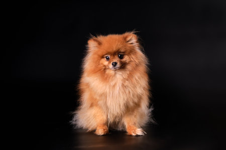 Pomeranian Spitz Dog on Isolated Black Background in studio.の写真素材