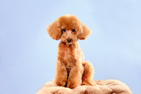 Apricot poodle puppy sits on a blue background with a beautiful hairstyle.の写真素材
