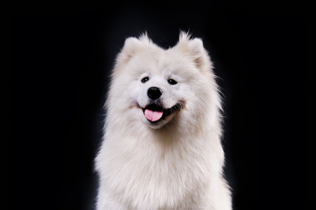 Studio shot of a beautiful Samoyed dog. close-up portrait on a black background.
