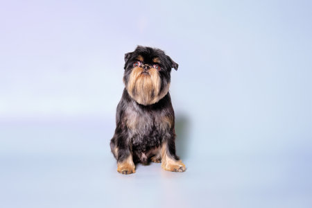 The griffin dog sits on a light background after the trimming procedure at the pet salon.の写真素材