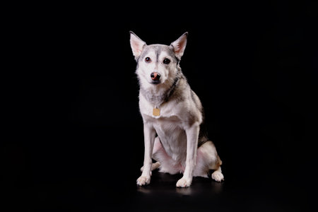 Husky dog close-up on a black background after express molting.