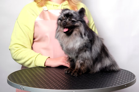 Pomeranian dog on the animal grooming table on the pet care table.の写真素材