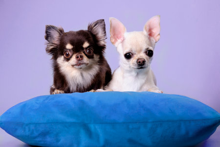 Two adorable chihuahuas are lying together on a pillow. The concept of animal friendship.の写真素材