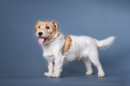 Jack Russell Terrier with overgrown fur side view.の写真素材