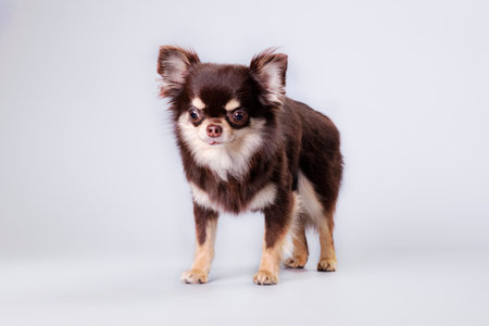 A small fluffy furry chihuahua after washing and grooming in a dog salon on a gray background. isolate.の写真素材