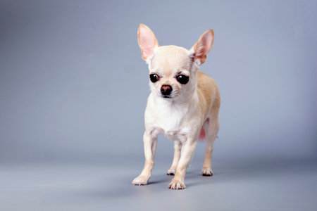 A short-haired chihuahua is isolated after grooming procedures on a gray background. studio photo.の写真素材