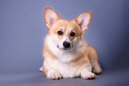 Funny playful young corgi on a dark blue background.の写真素材