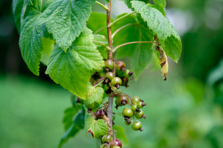 natural plant green background. A currant bush with green berries on the branches. The concept of...