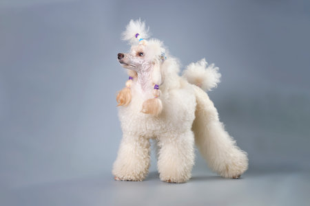 The apricot Poodle in the rack looks away. side view.の写真素材