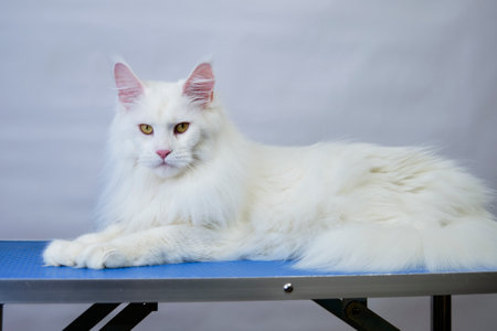 Maine Coon cat on the grooming table after bathing and express molting in the pet salonの写真素材