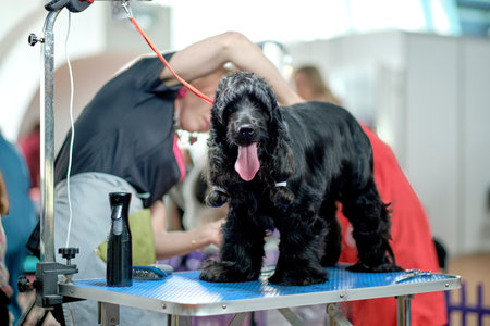 American Cocker Spaniel during a haircut on a grooming table.