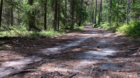 Forest path in the pine forest