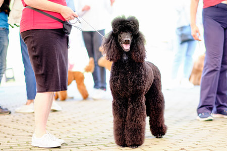 Royal black poodle in continental haircut at dog show.の写真素材