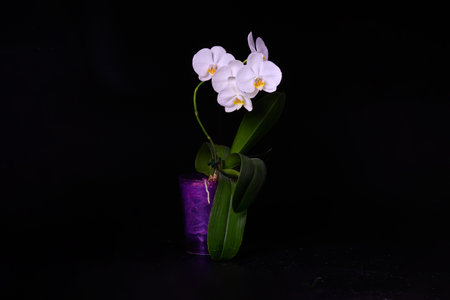 White phalaenopsis orchid in a pot isolated on a black background.の写真素材