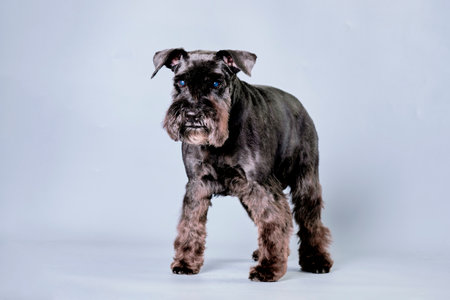 the miniature schnauzer dog standing after trimming on a gray background.