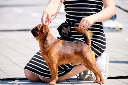 Brabant griffon stands at the dog show.の写真素材