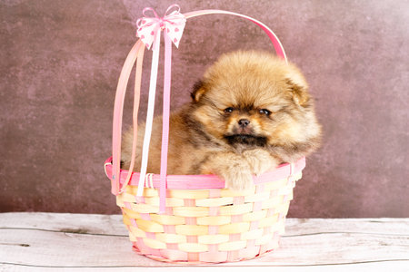 A beautiful pomeranian dog puppy in a gift basket.の写真素材
