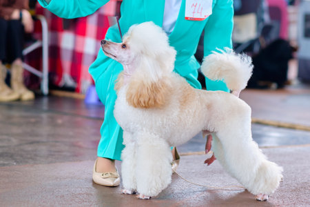 A female trainer puts a miniature poodle of our dog in the rackの写真素材