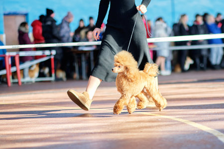 A miniature, small apricot-colored poodle runs next to a trainer at a dog show