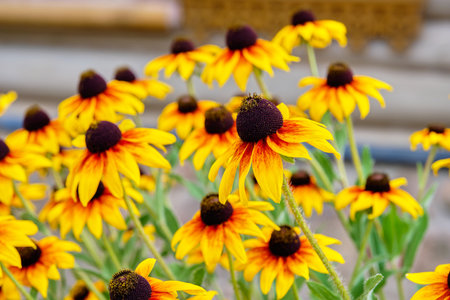Blooming Golden-yellow black-eyed flowers of Susanna or rudbeckia, selective focusの写真素材