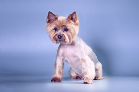Charming Yorkshire Terrier breed dog on a blue background. Copy space