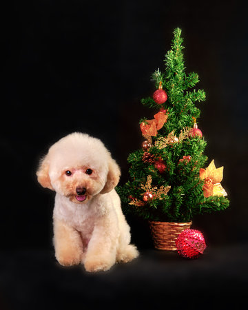 A puppy of a sitting poodle near a decorated Christmas tree.の写真素材