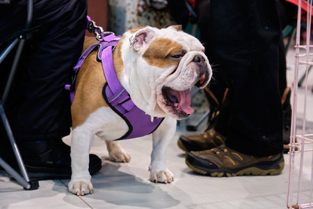 Purebred English Bulldog yawns in close-upの写真素材
