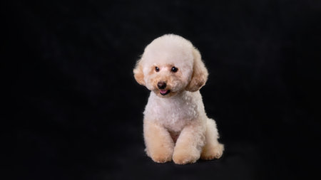 Apricot-colored poodle puppy isolated on a black background.