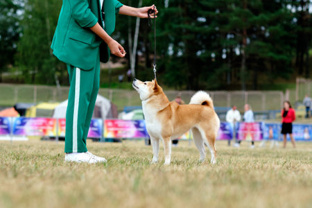 The handler holds the Akita dog in the rack with the help of food reflexes holding the food in his handの写真素材