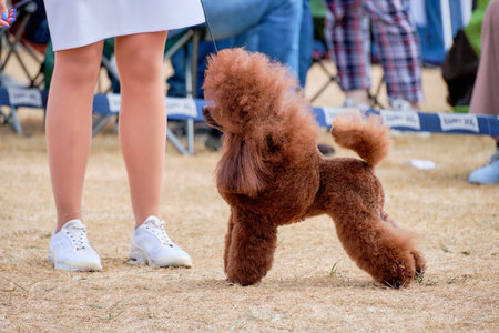 A beautiful miniature red-colored poodle in a rack shows off his figureの写真素材