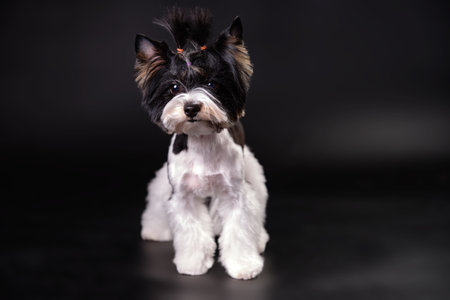 A dog of the breed Yorkshire Terrier Beaver after grooming on a black background. Studio photoの写真素材