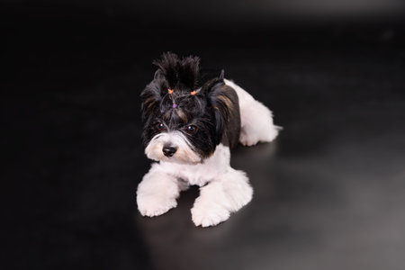 The Yorkshire Terrier Beaver puppy lies on a black background. Studio photoの写真素材