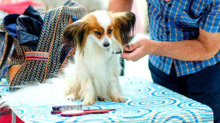Papillon, also called the continental toy spaniel on the grooming table while combingの写真素材