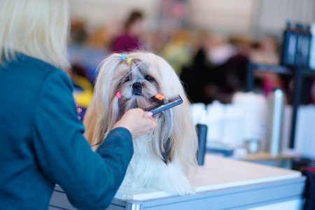 A woman combs a purebred shih tzu on a grooming table at a dog showの写真素材