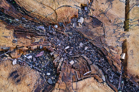 Close-up of a tree stump revealing complex wood patterns and textures, with pieces of bark and soil around it, captured in natural daylight.の写真素材