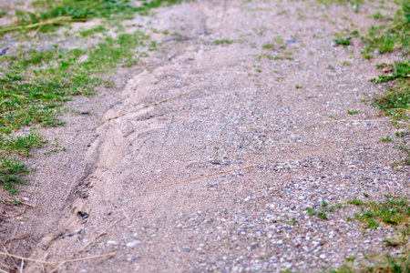 A sandy path winds through lush greenery, showcasing the texture of the soil and plants in daylight.の写真素材