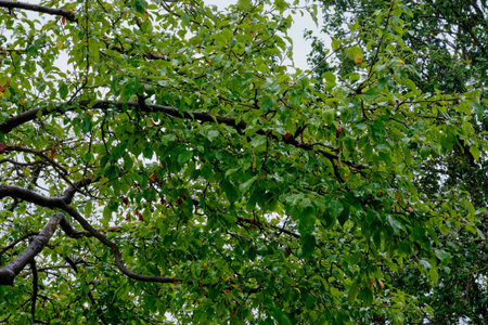 Lush green branches create a serene atmosphere in an urban park with a cloudy sky overhead during...