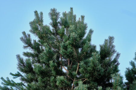 Branches of a vibrant pine tree stretch skyward against a backdrop of bright blue, showing nature's...