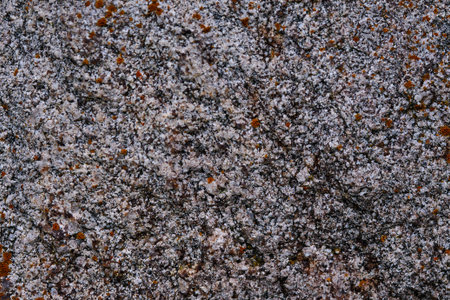 Unique texture of lichen and moss growing on a rock surface in a natural setting during daylightの写真素材