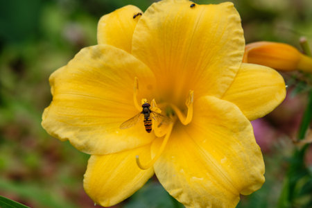 Bright yellow flower opens under sunlight while an insect hovers near the center, showing the beauty...